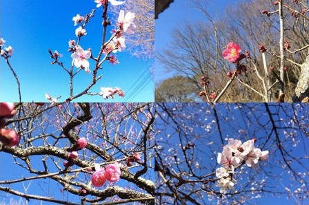 筑波山梅林の梅