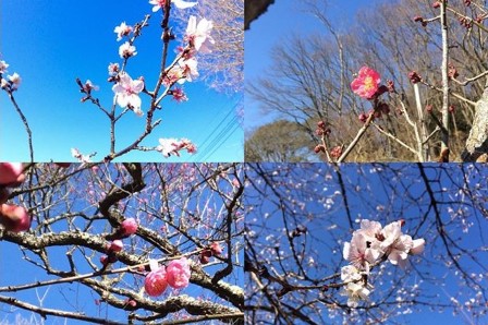 筑波山梅林の梅